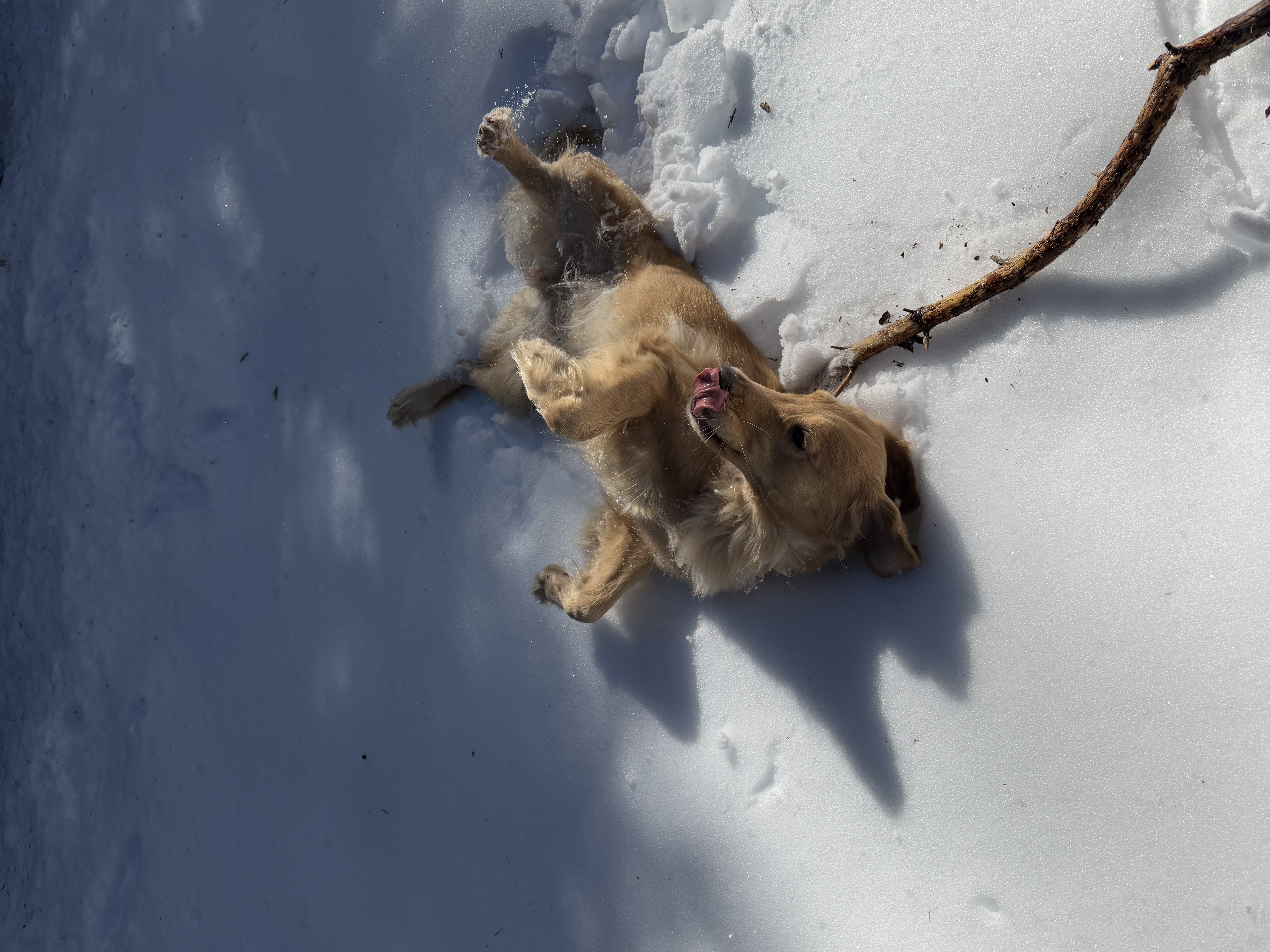 Dog Experience photo 3