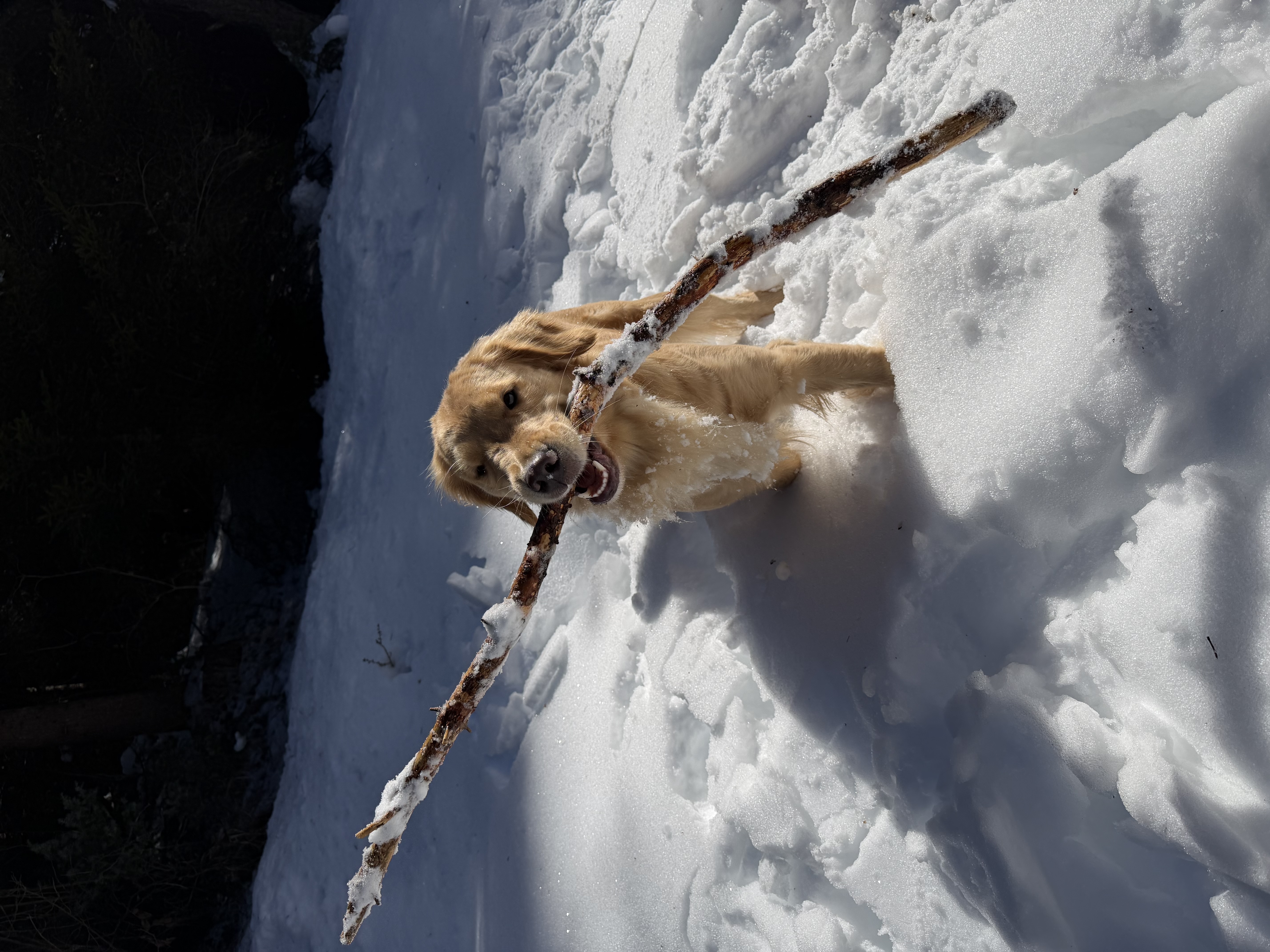 Dog Experience photo 4