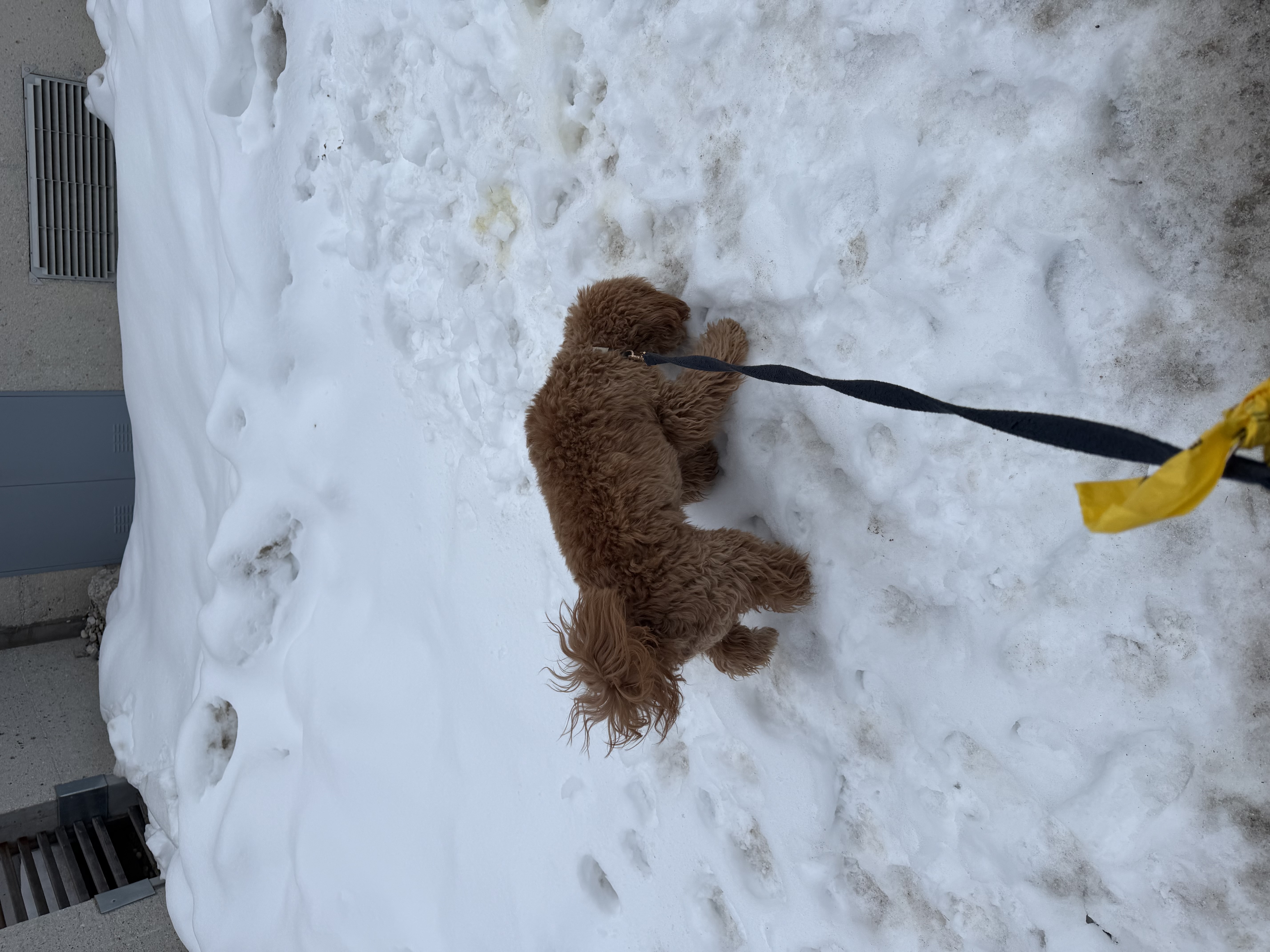 Dog Experience photo 5