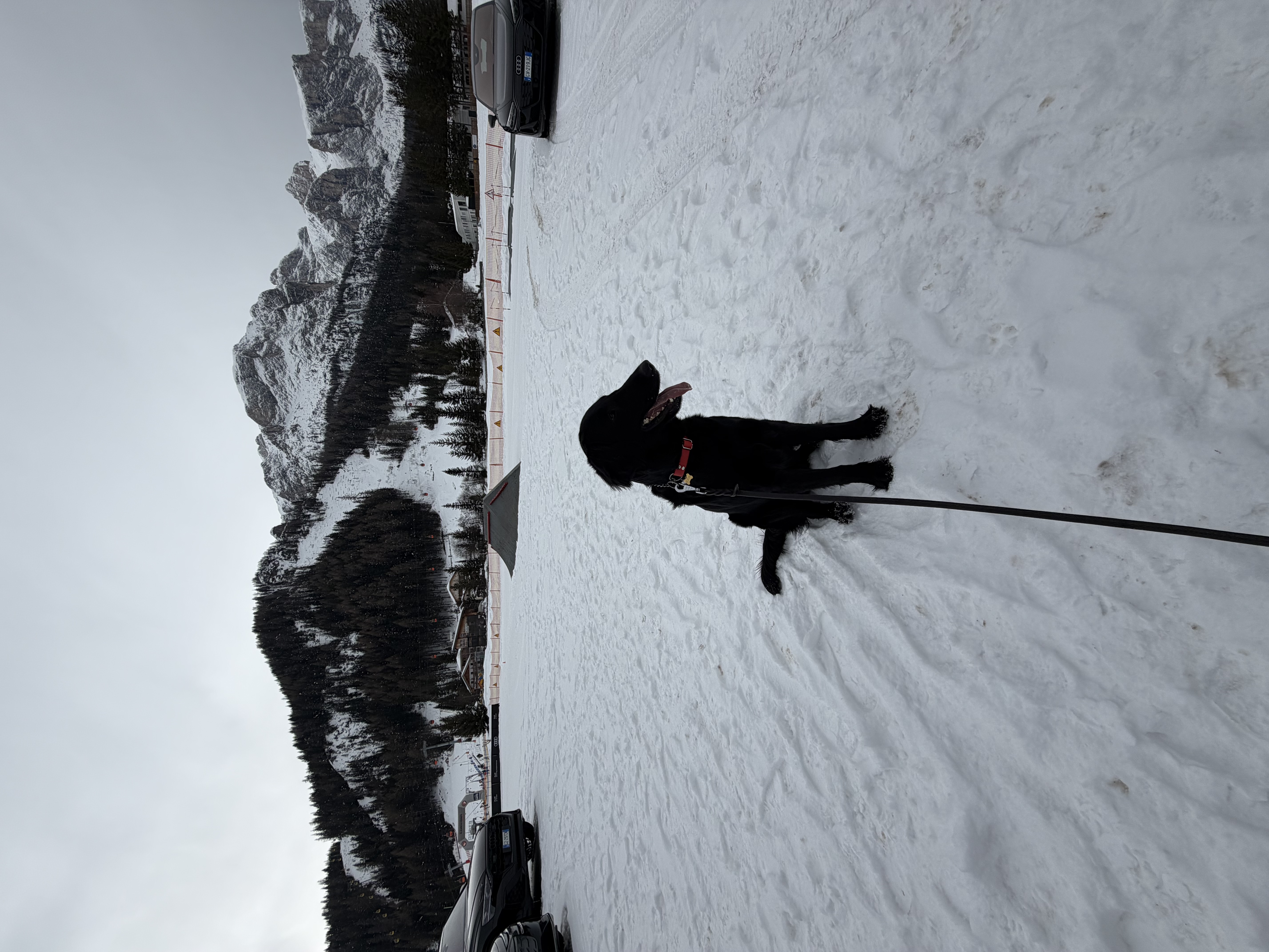 Dog Experience photo 6