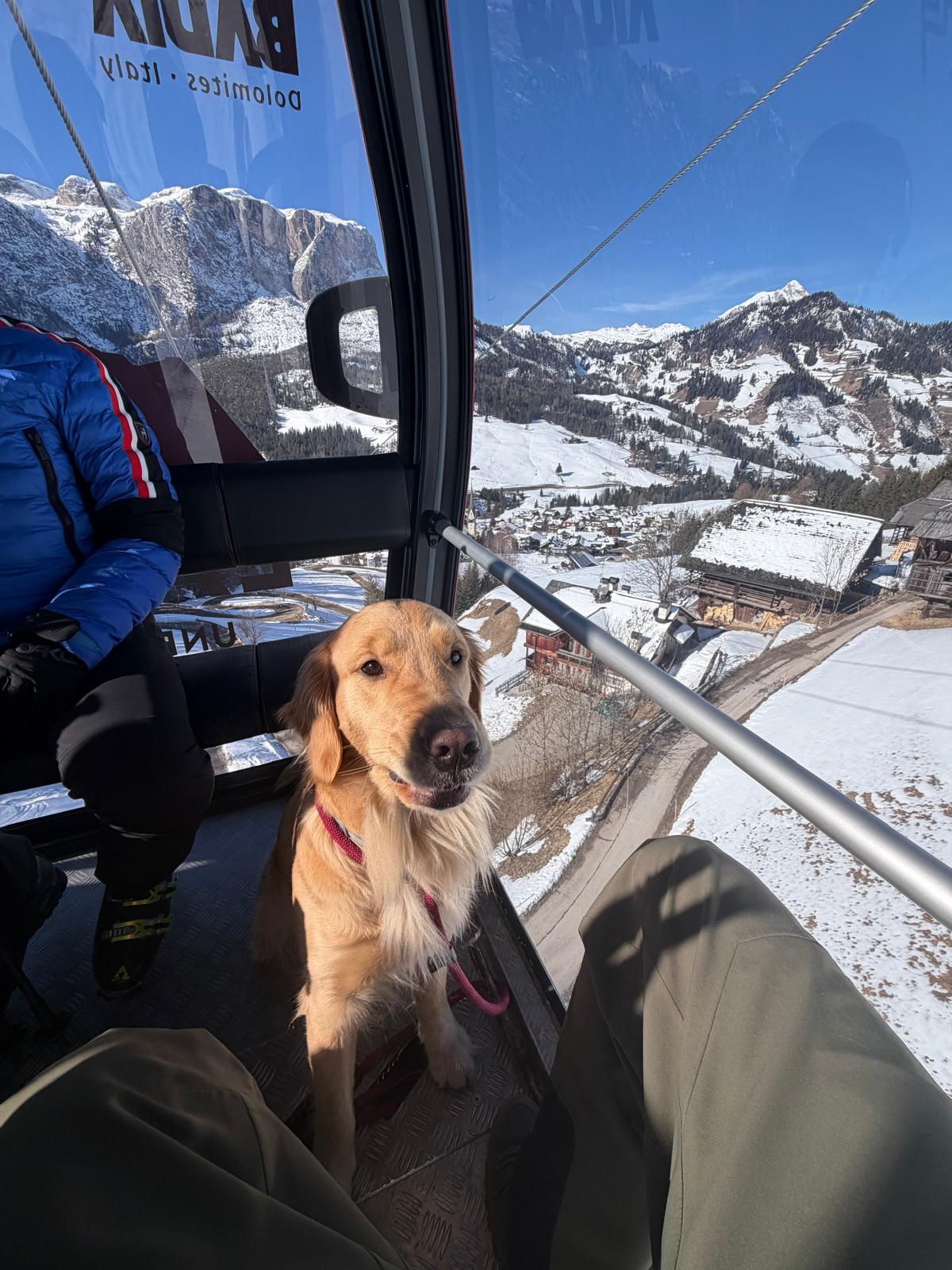 Dog Experience photo 7