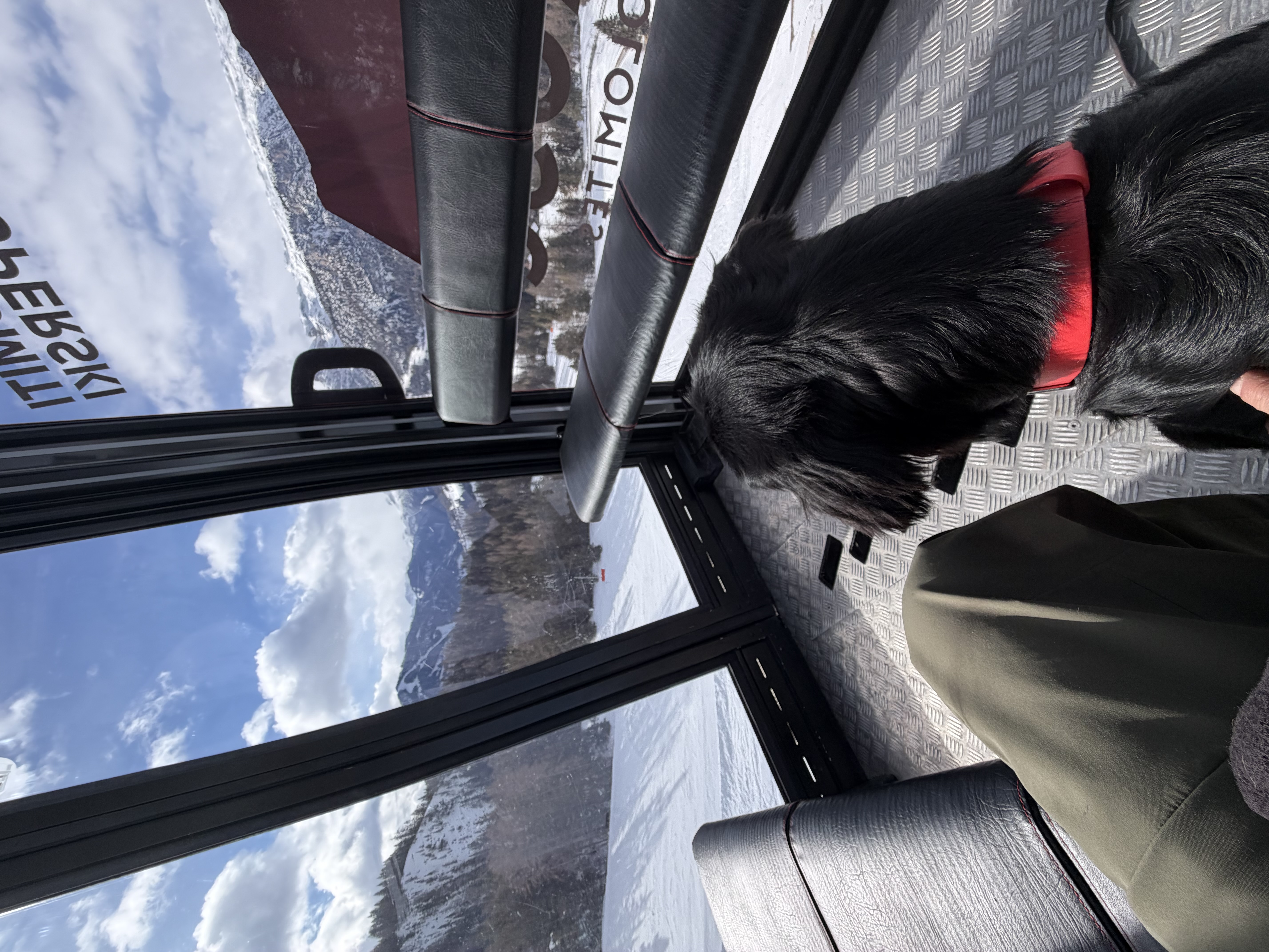 Dog Experience photo 8