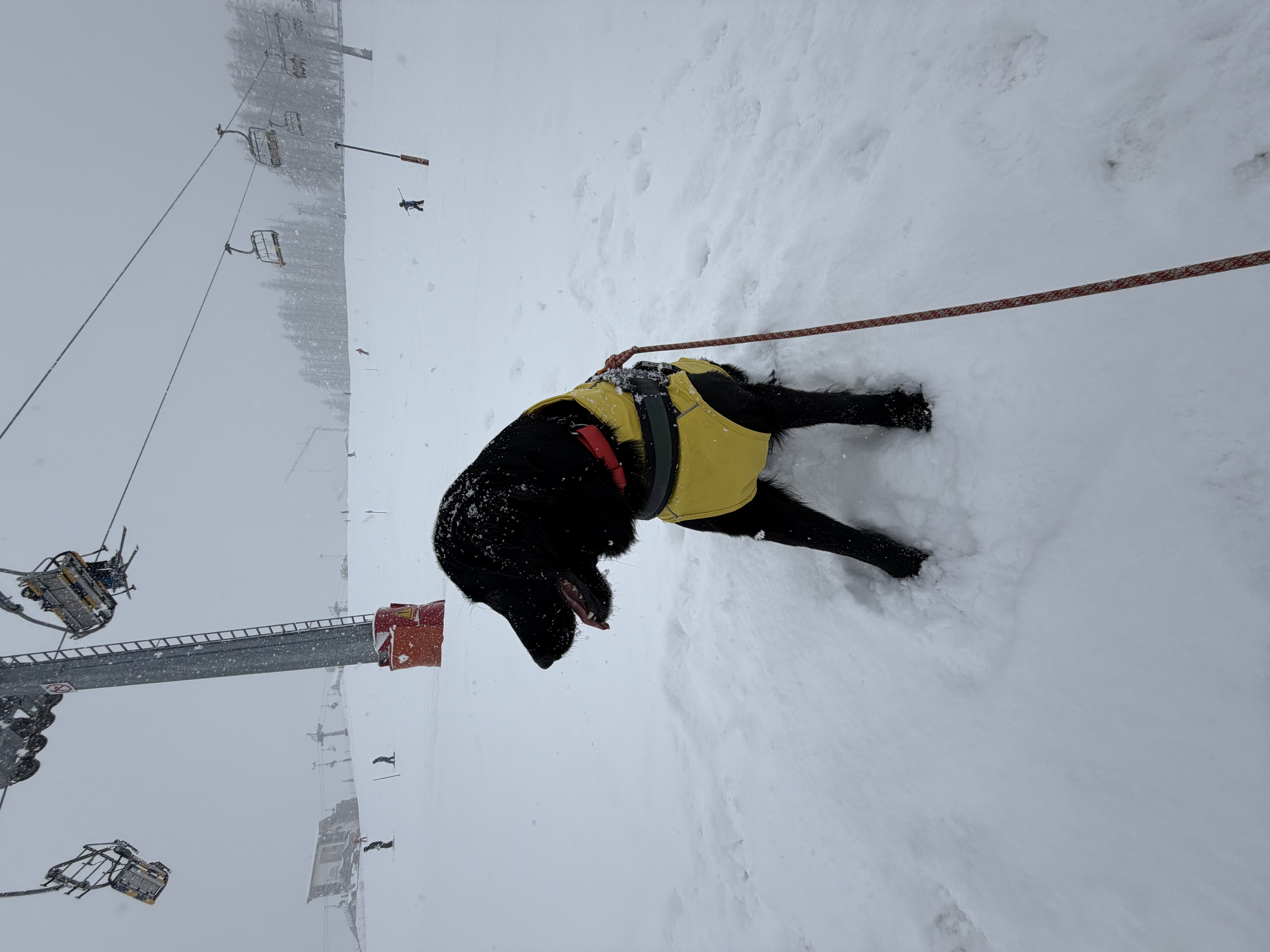 Dog Experience photo 9