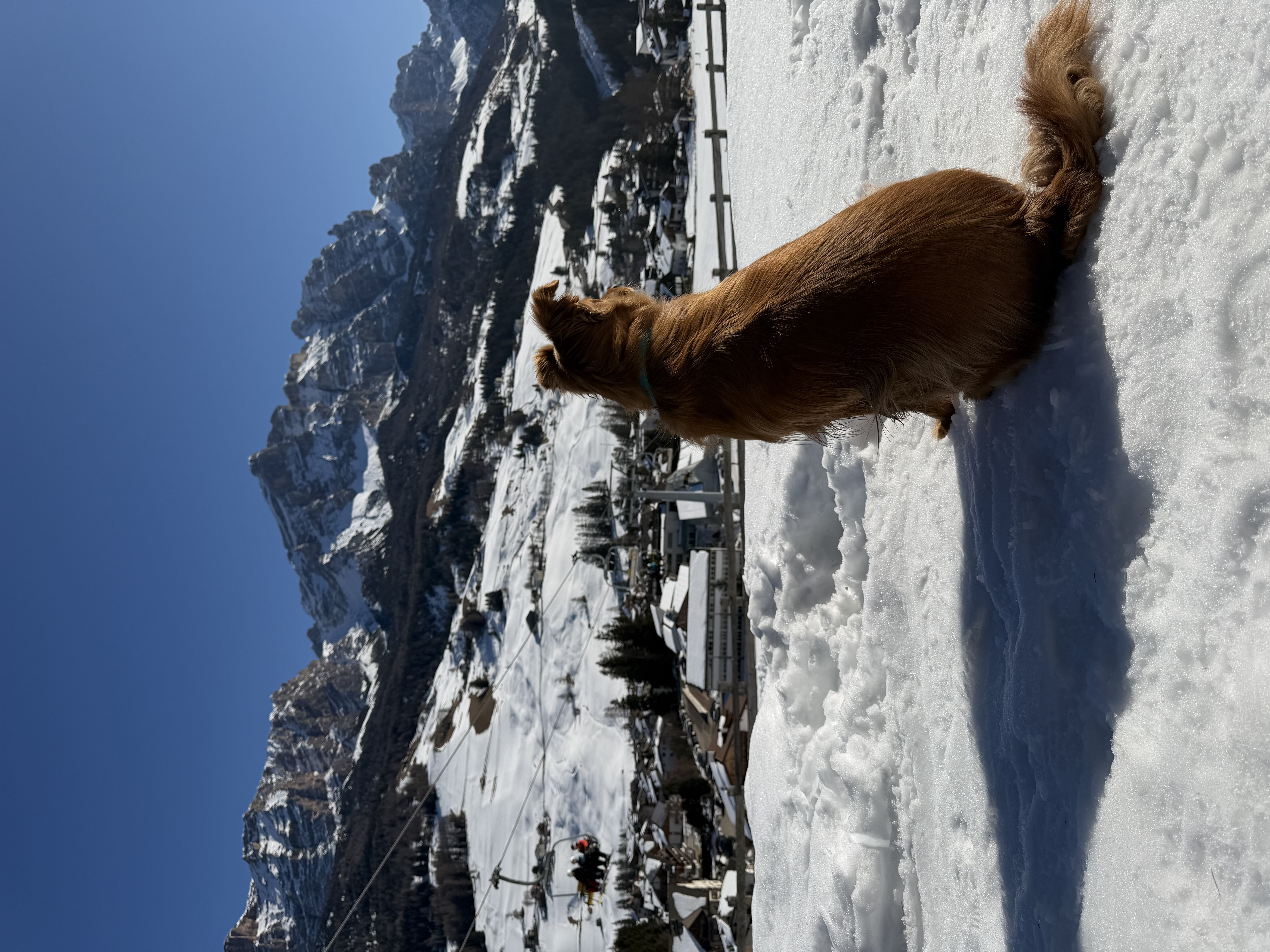 Dog Experience photo 10