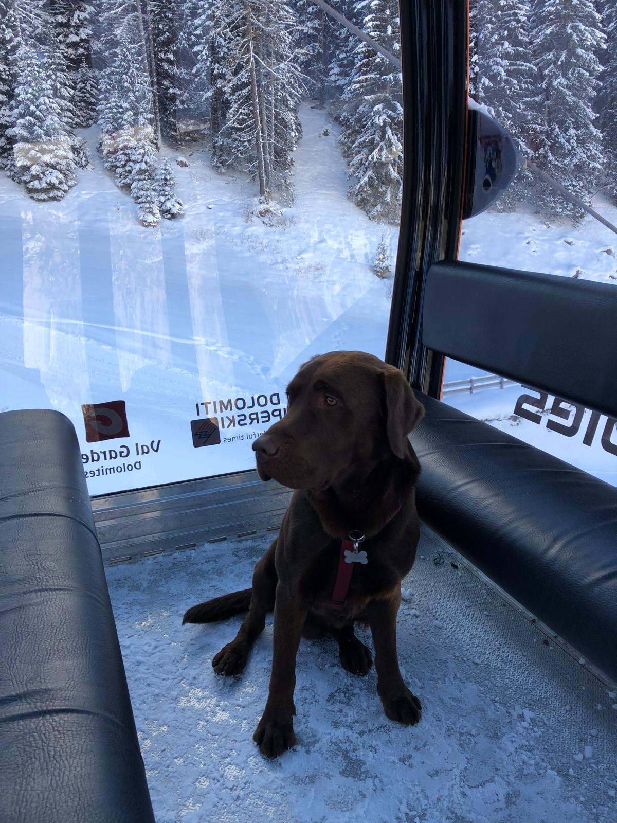 Dog Experience photo 12