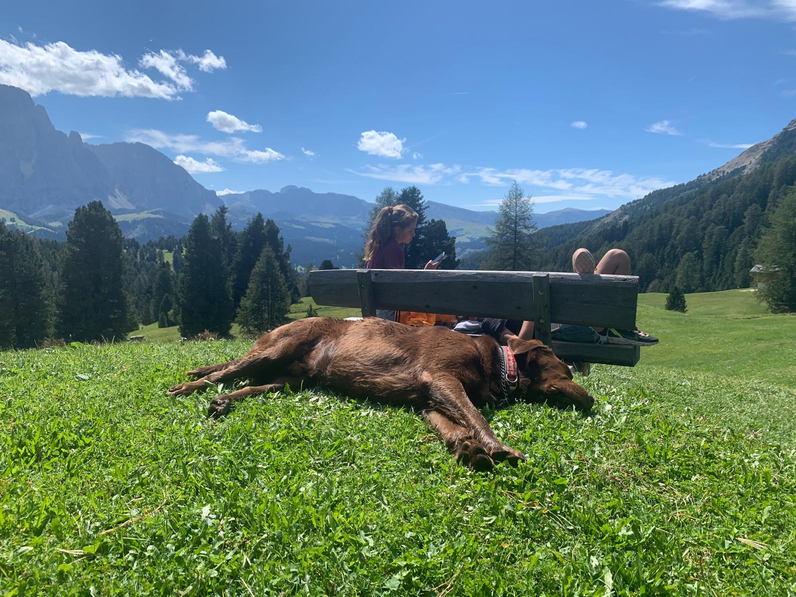 Dog Experience photo 13