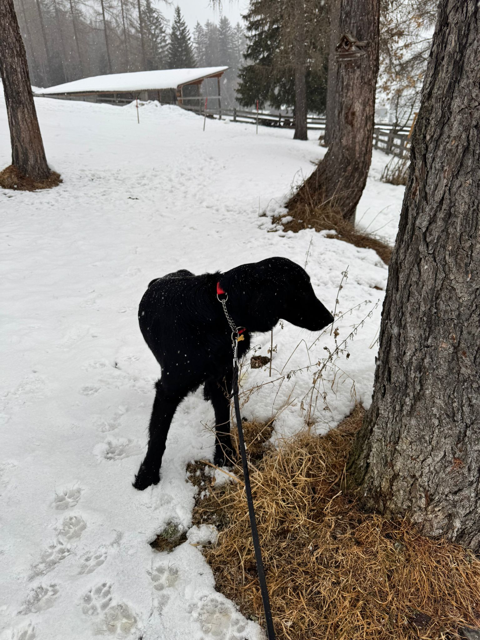 Dog Experience photo 14