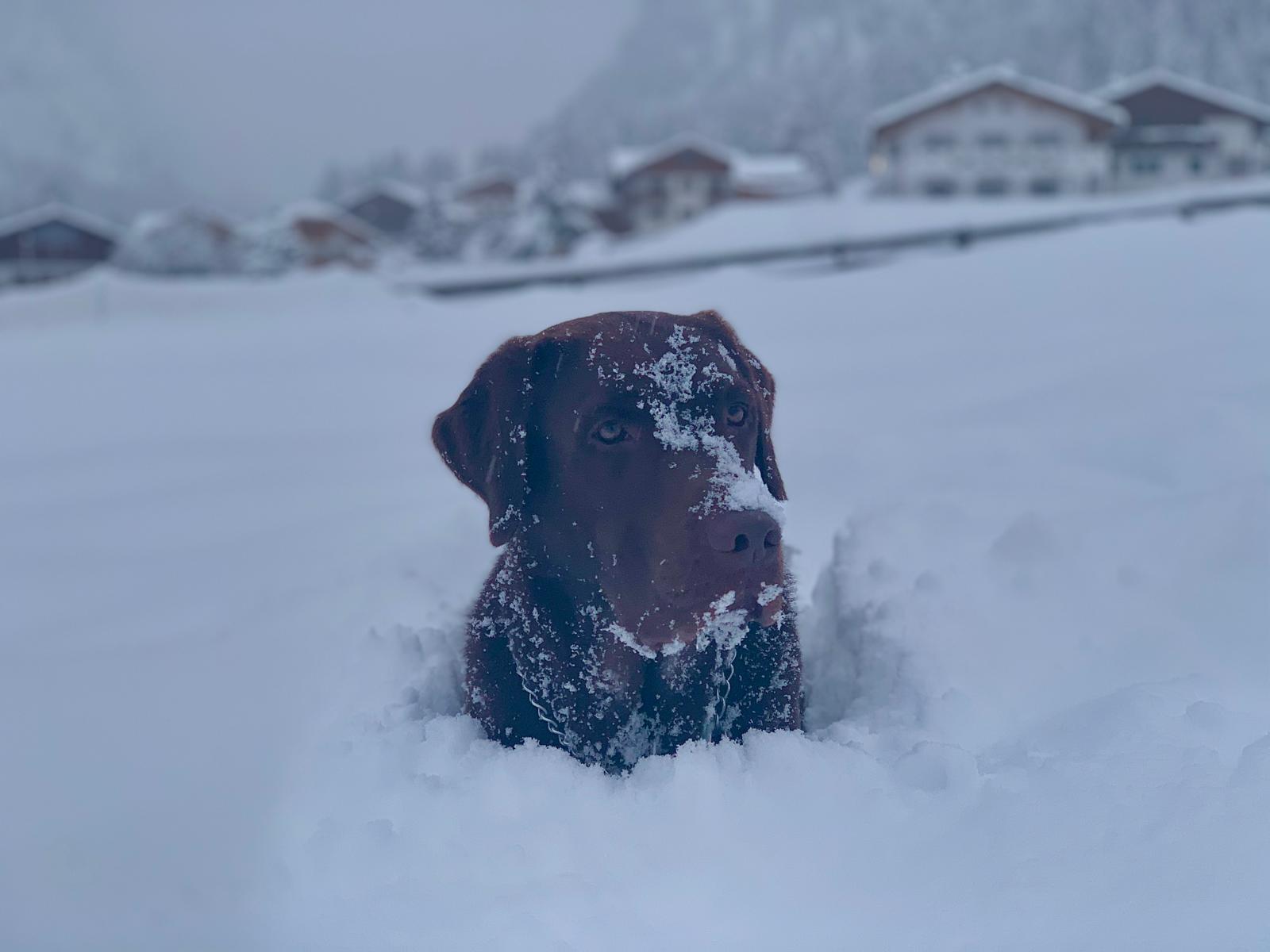 Dog Experience photo 15