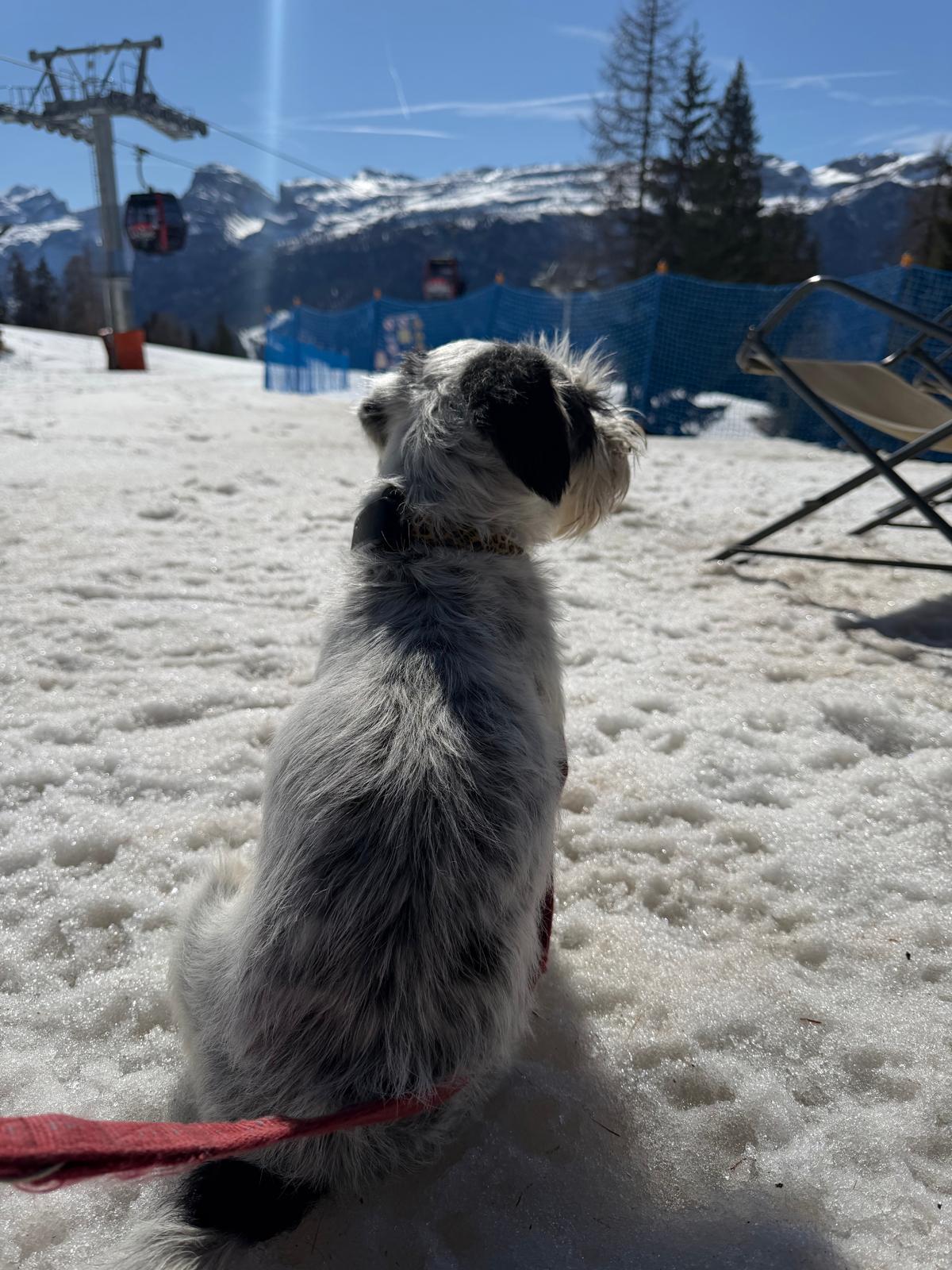 Dog Experience photo 17